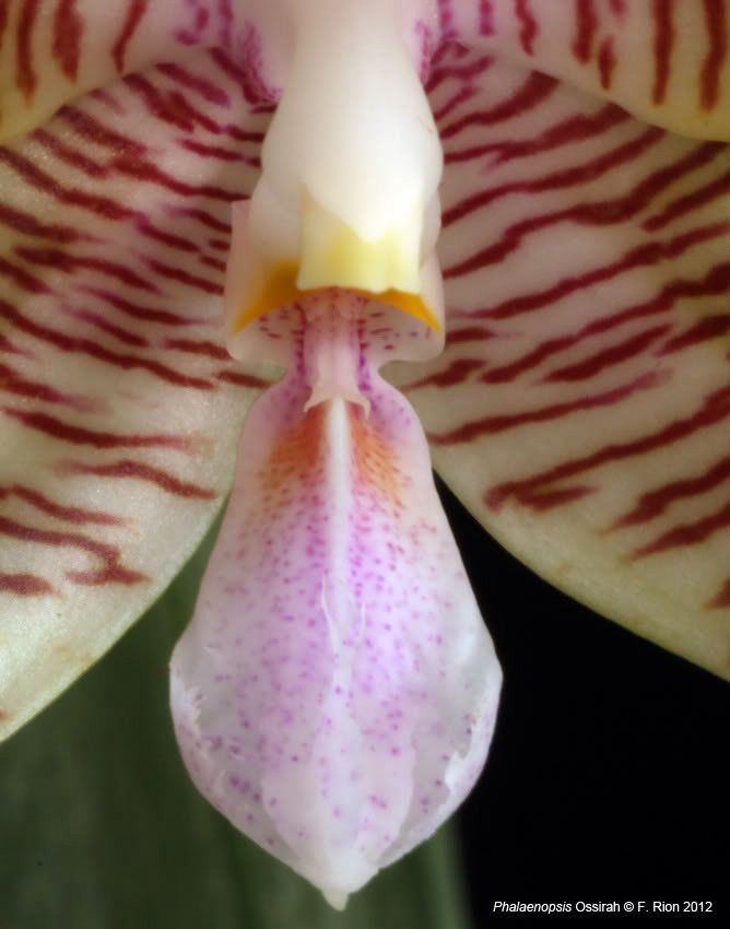 P.hieroglyphica 2.jpg