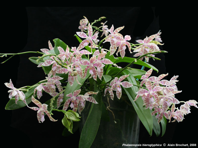 P.hieroglyphica.jpg