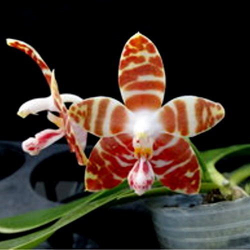 P.amboinensis v.common.jpg