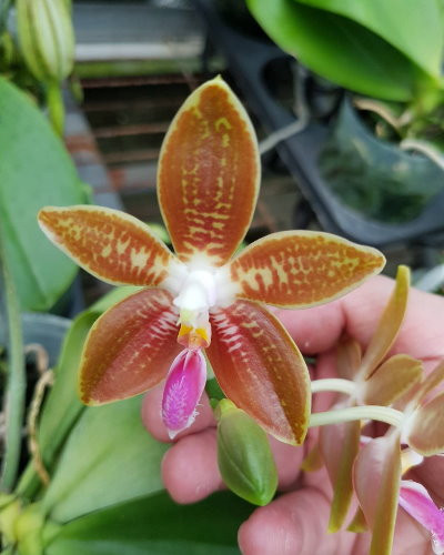 P.corningiana.jpg