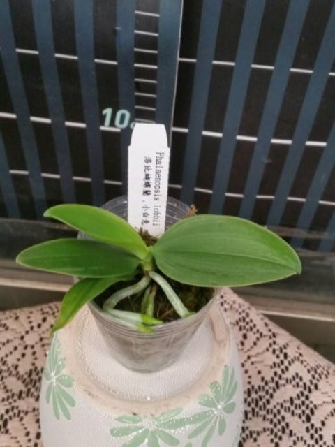P.lobbii.jpg