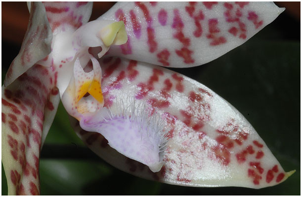 P.hieroglyphica 3.jpg