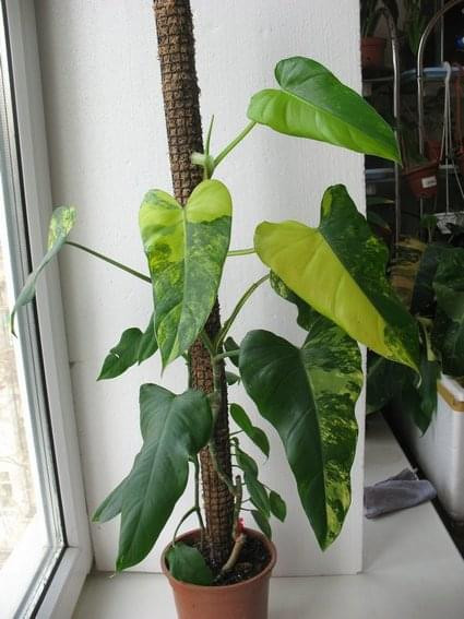 Philodendron domesticum variegata.