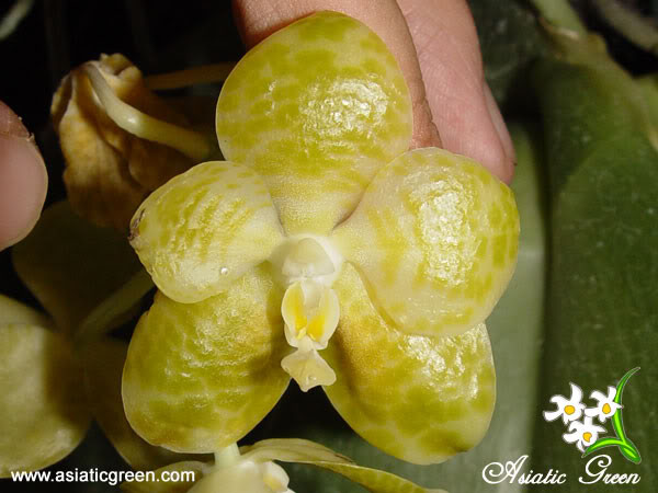 Phalgigantea alba.jpg