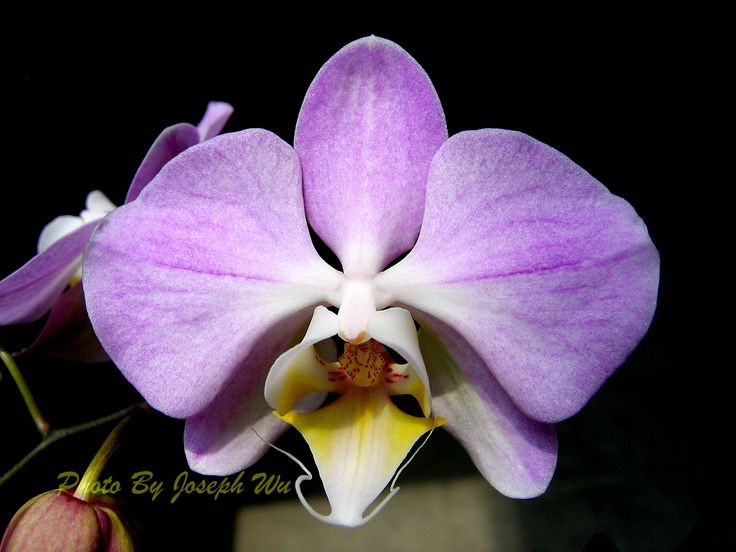 8cbfb186c18a36e6b006cfe3a21bd23c--joseph-phalaenopsis.jpg