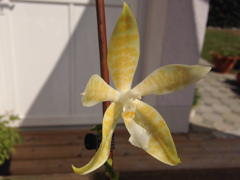 P.hieroglyphica flava 1.jpg