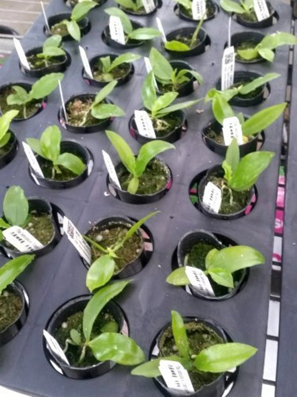 P.fimbriata 2.jpg