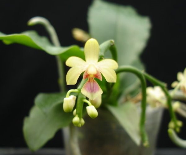 P.deliciosa.jpg