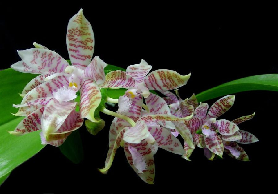P.hieroglyphica 4.jpg