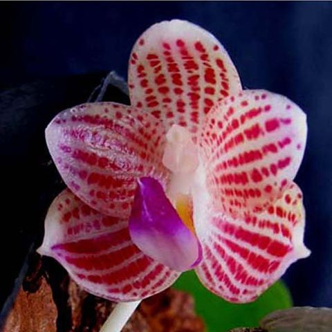 P.javanica'Miki' self 3.jpg