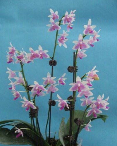 P.modesta.jpg