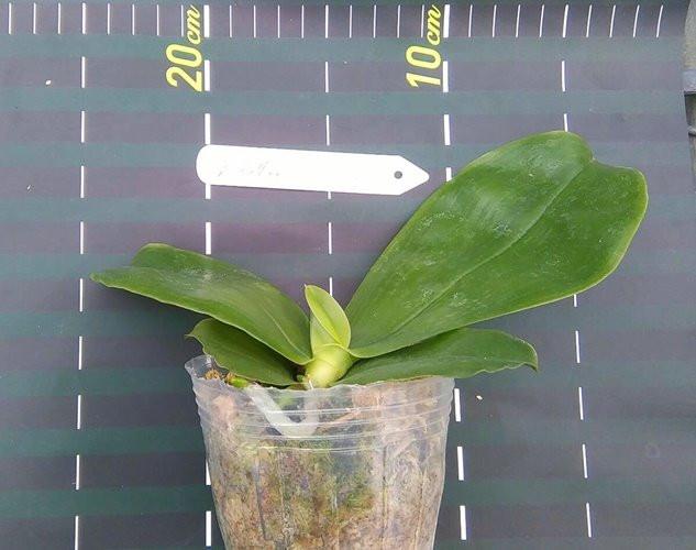 P.bellina 2.jpg