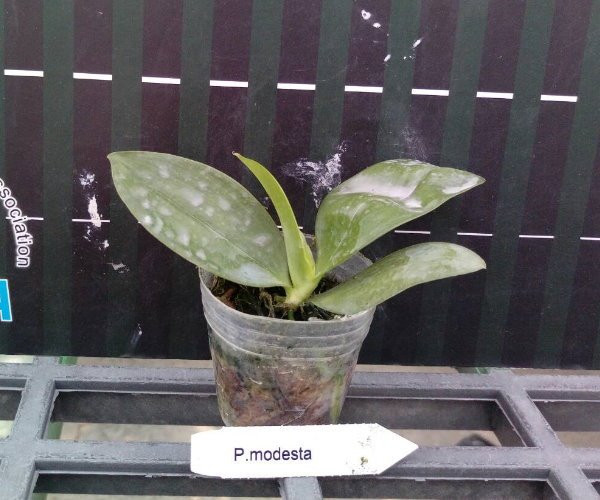 P.modesta2.jpg