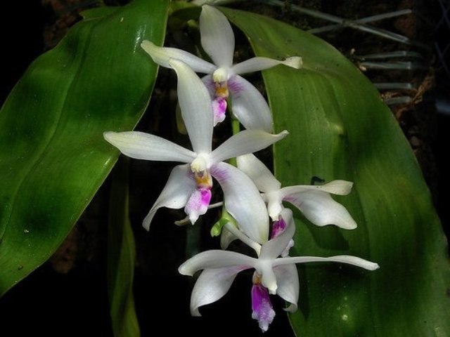 P.fimbriata.jpg
