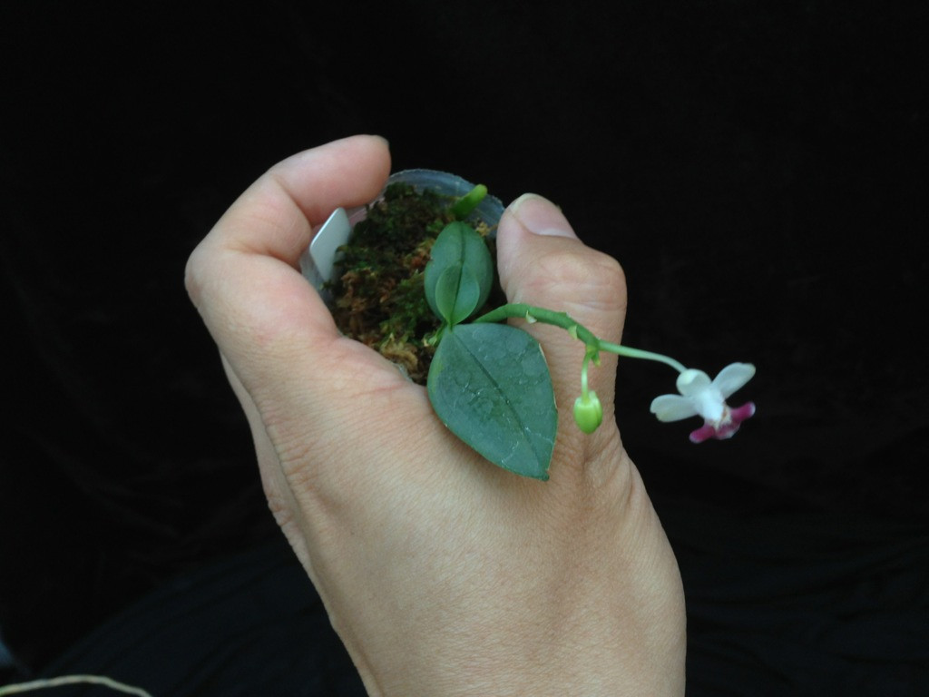P.parishii 2.jpg