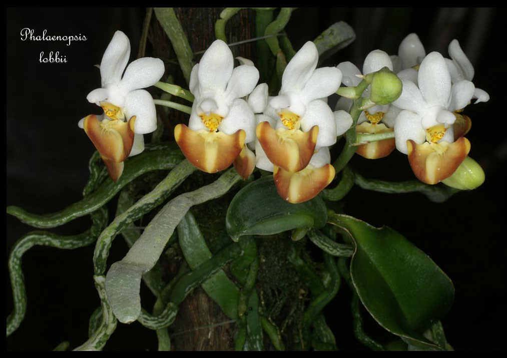 Phalaenopsis-lobbii2.jpg