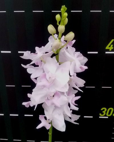 P.pulcherrima(pink).jpg