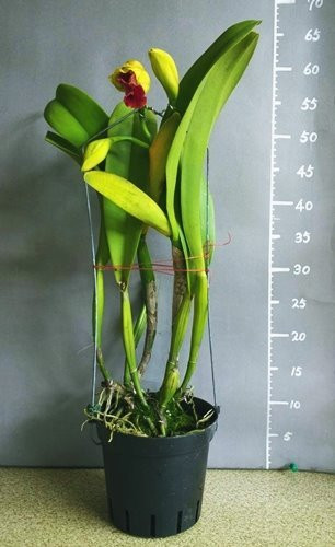 Blc.Chun Yeah KKl-96.jpg