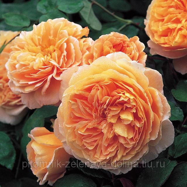         \ Crown Princess Margareta (Austin , 1999) 320 .