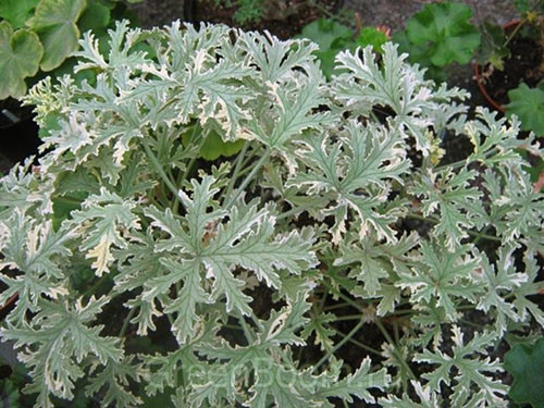 Pelargoniya-dushistaya-Lady-Plymouth.jpg