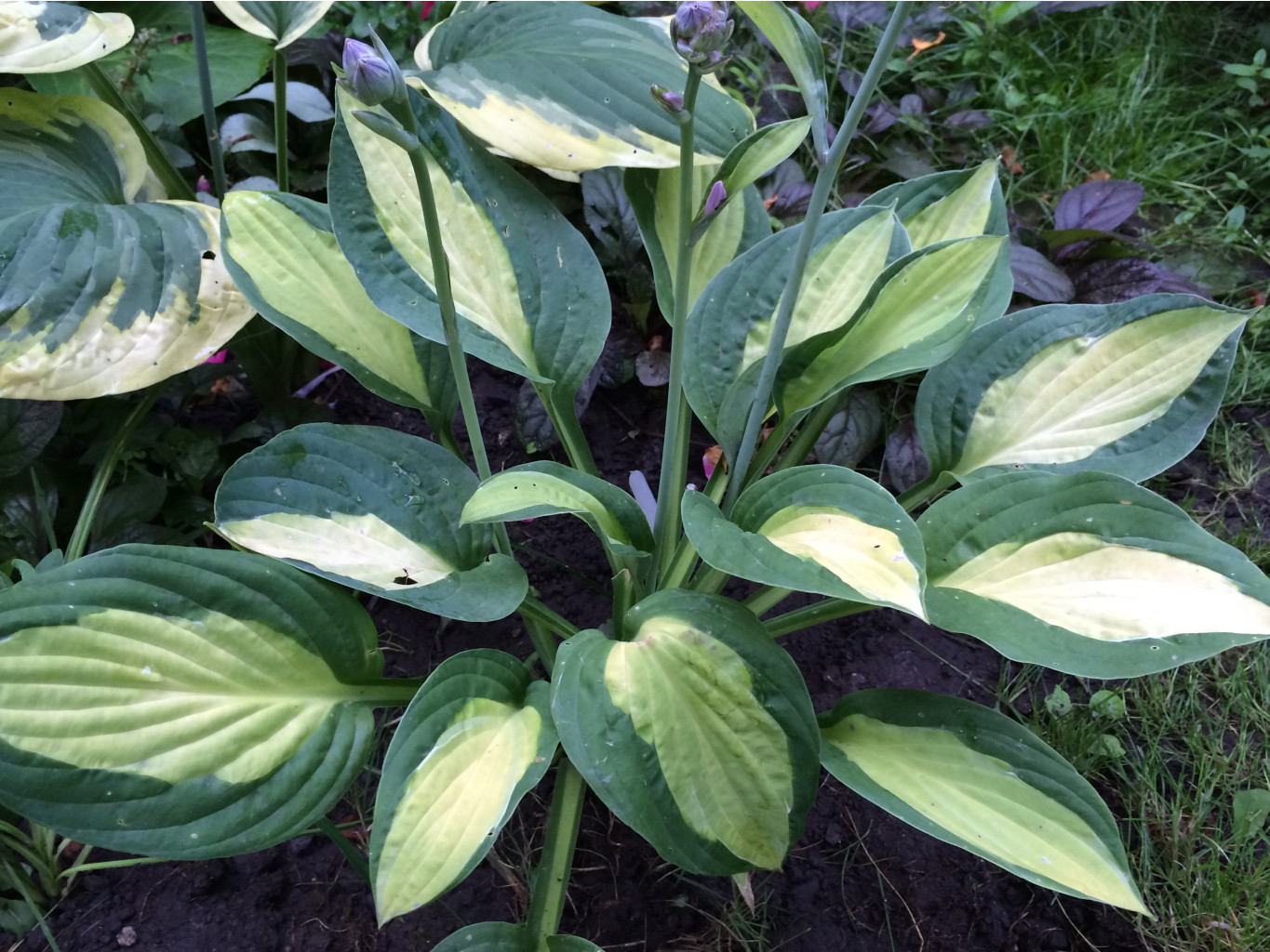  - ' '(Hosta 'Gypsy Rose')-80 .