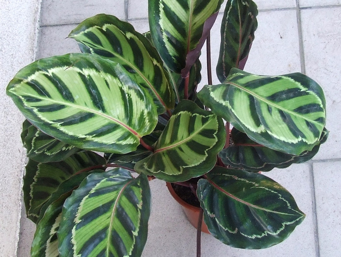 Calathea roseo-picta 'illustris'