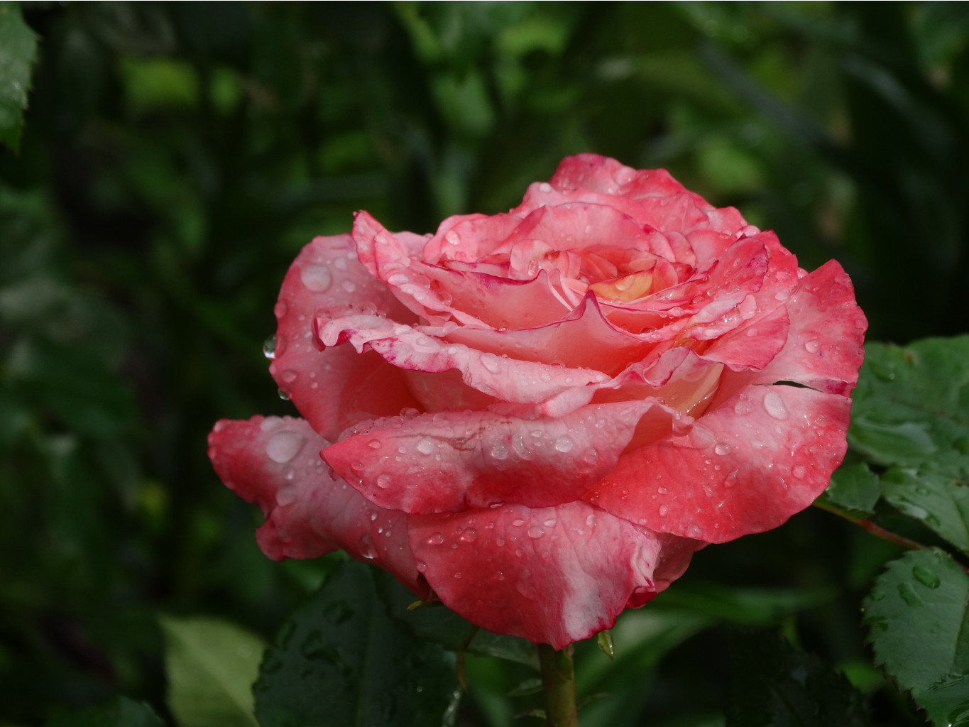 DSC05158.JPG