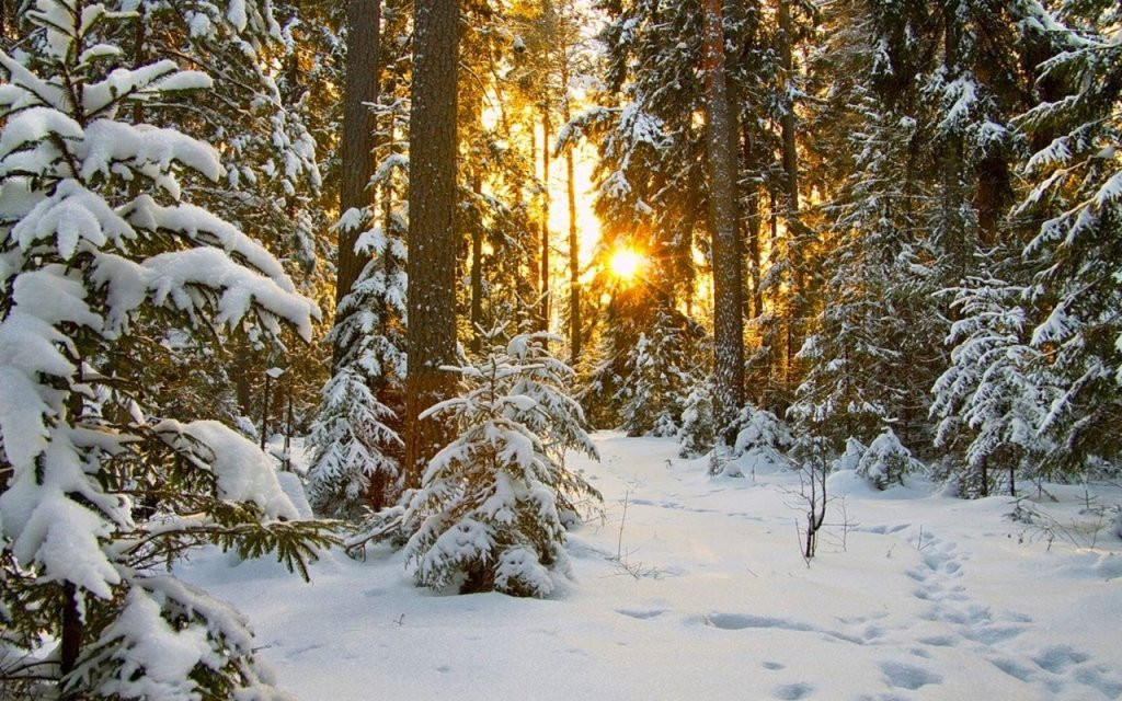 зимний лес