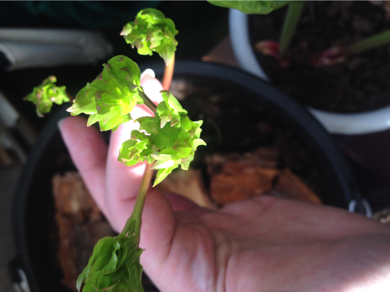 IMG 6406-27-02-18-01-06.JPG