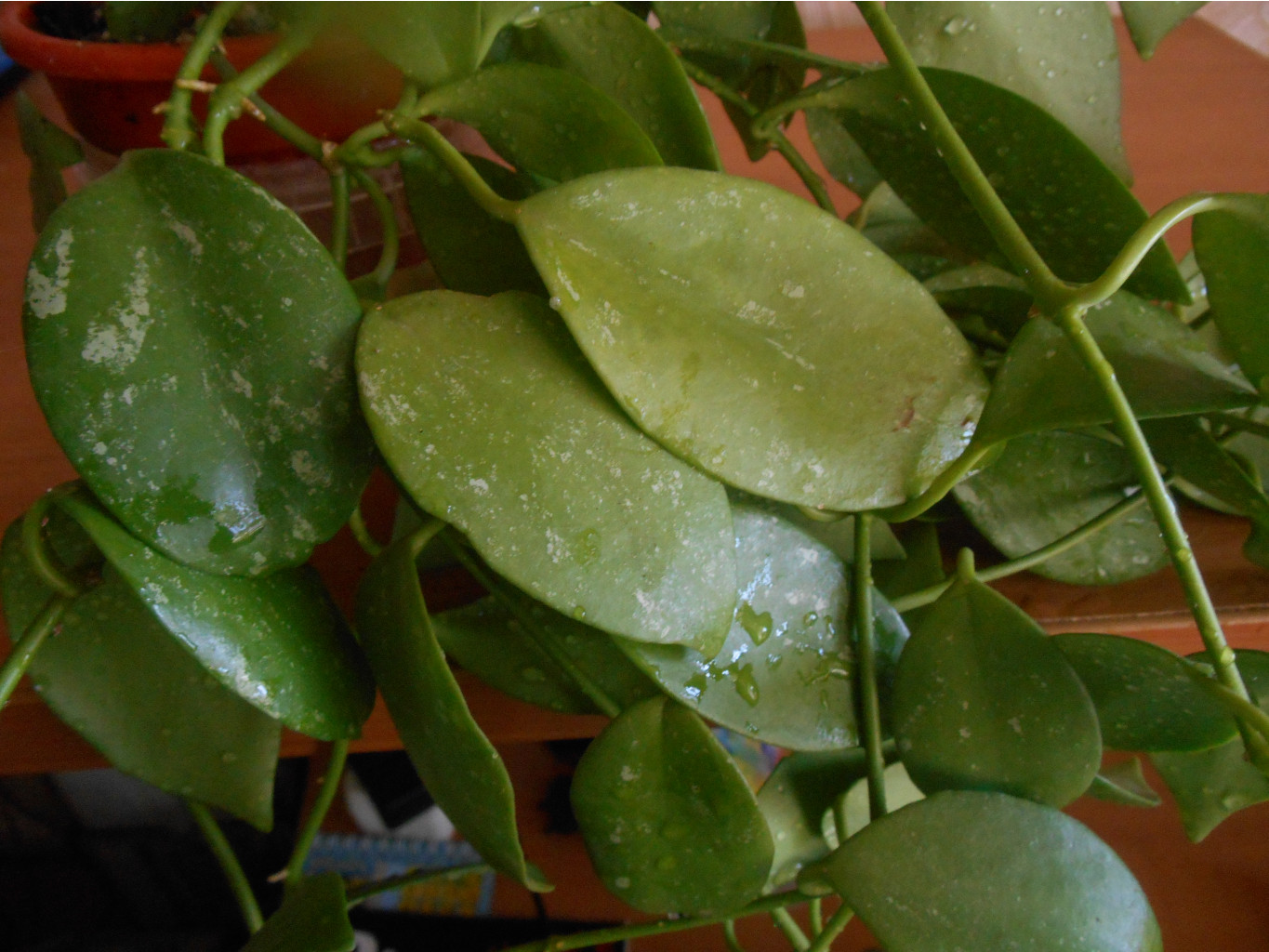 Vanuatuensis 'Splash'.