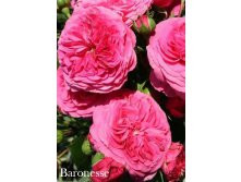 Bernschtein Rose, 205. ( 1).jpg