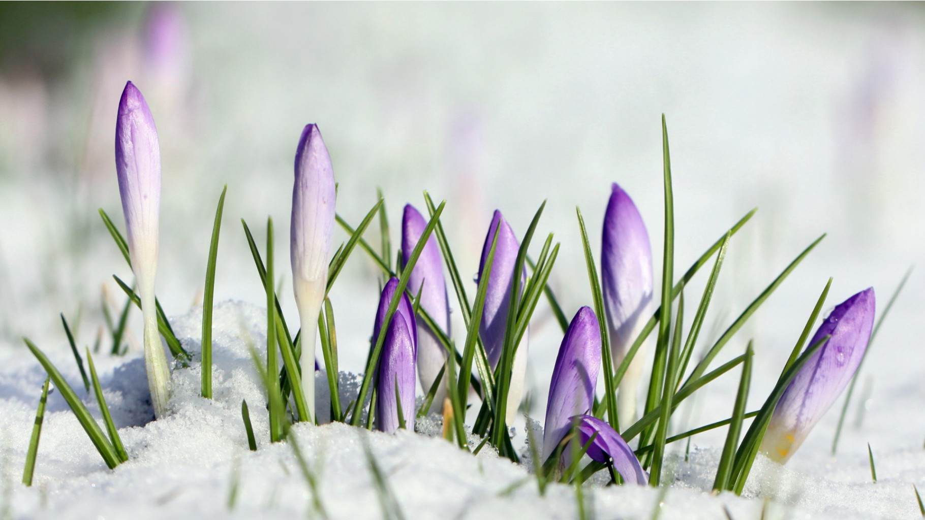 Crocus-cvety-sneg-makro.jpg