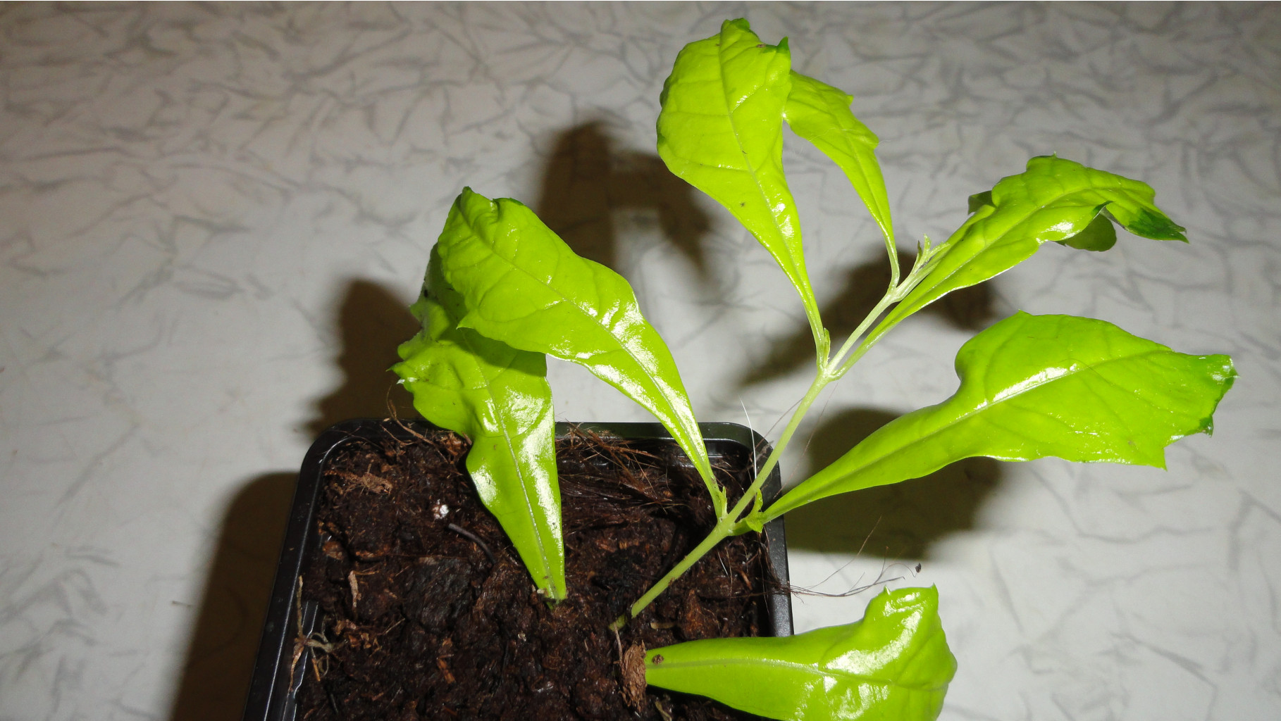  Duranta erecta 'Green and Gold'  - 170 - 200 .