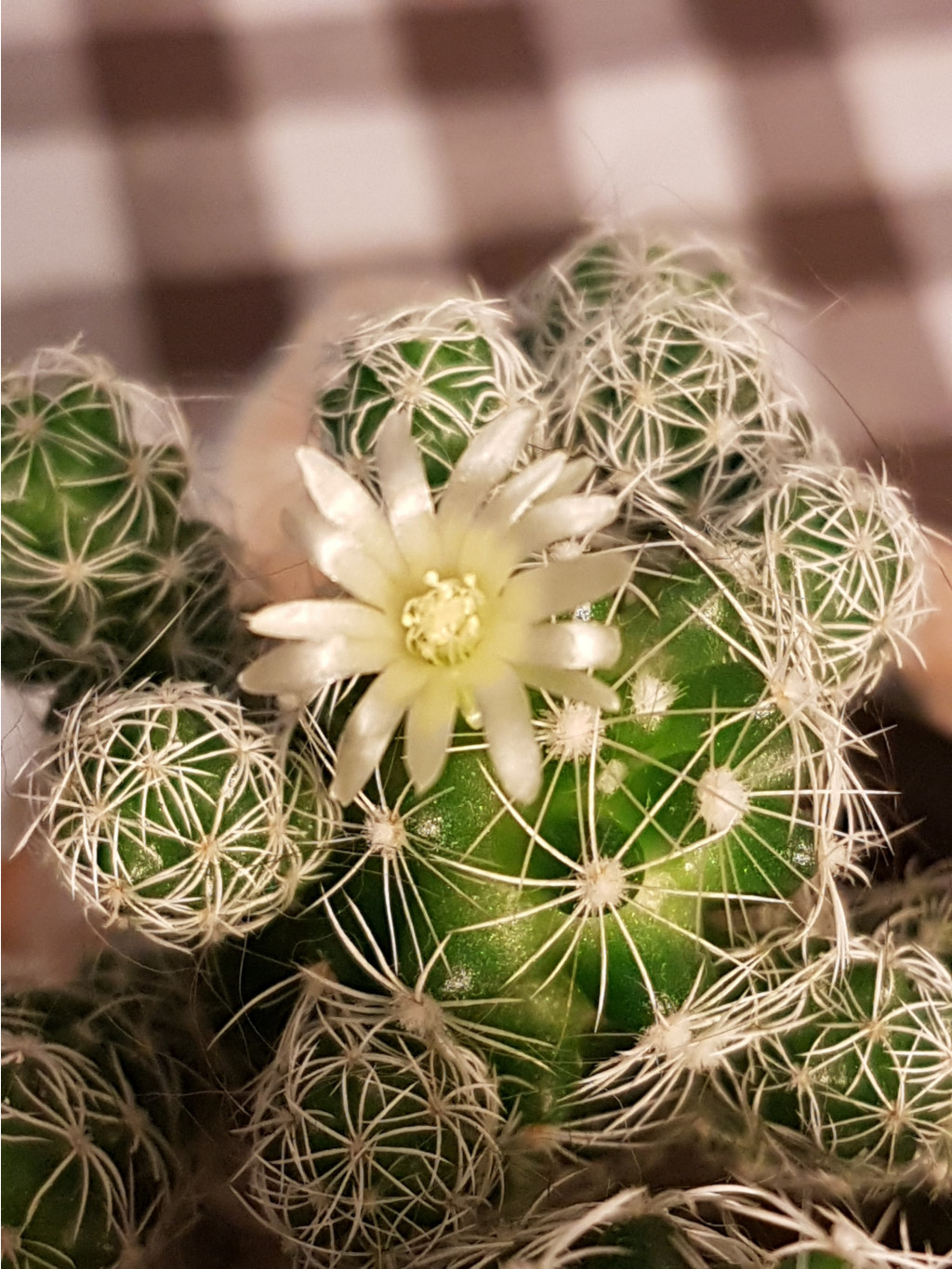 Mammillaria gracilis  24.12.2017
