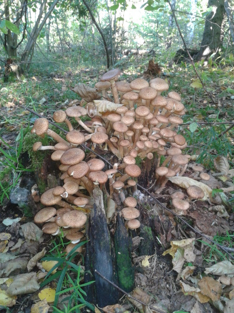 2014-09-20 12.10.21.jpg