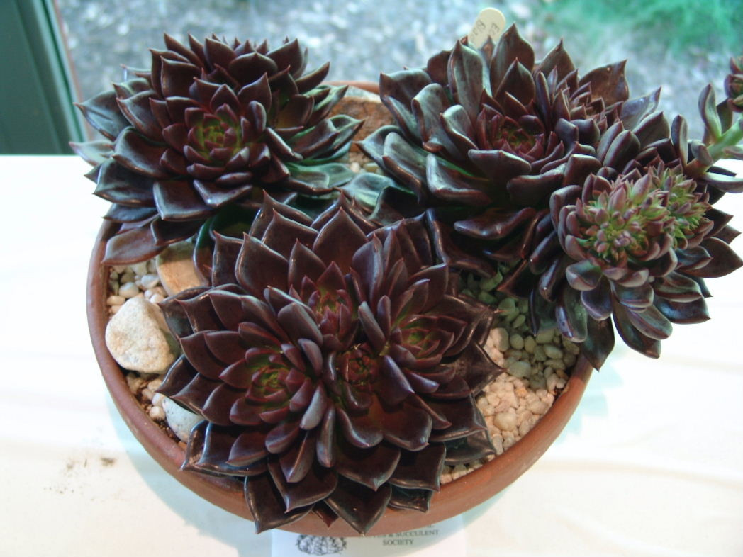    (Echeveria black prince -   ...