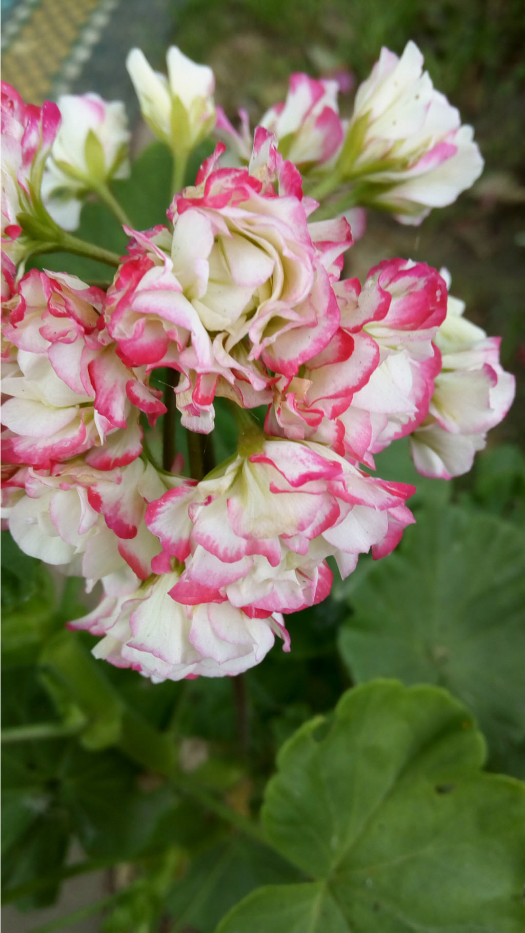 Appleblossom rosebud