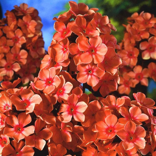  Paniculata Orange Perfection