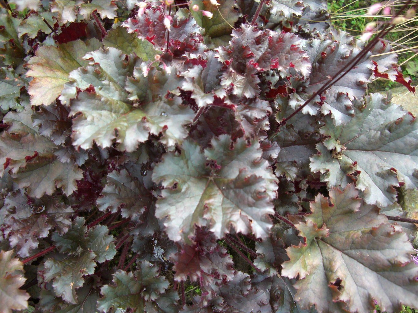   (Heuchera 