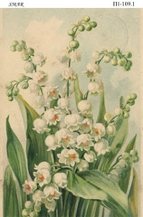 Medium 109 1.jpg