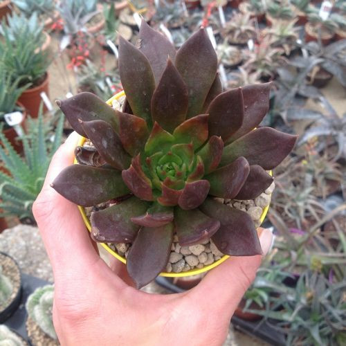    (Echeveria black prince ) - 150 .