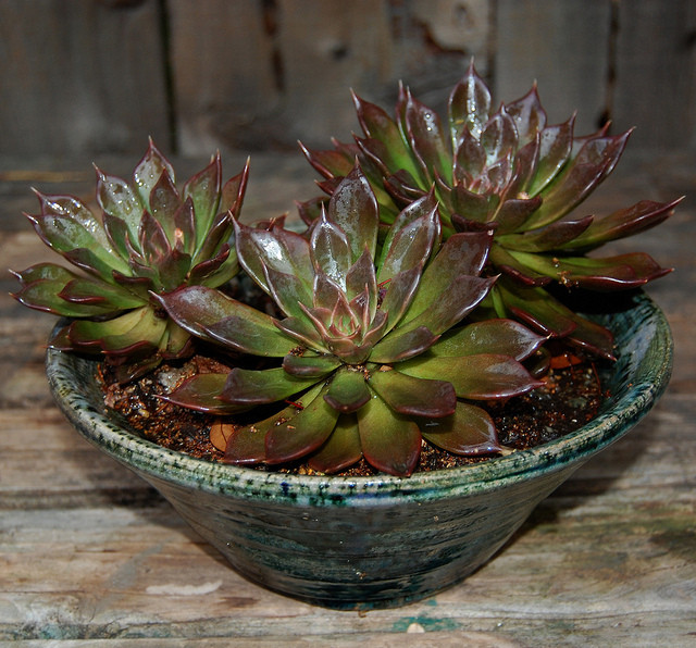    (Echeveria black prince -   ...