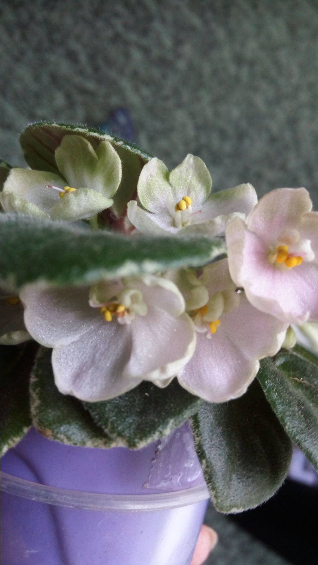 IMG 20171001 144859[1].jpg