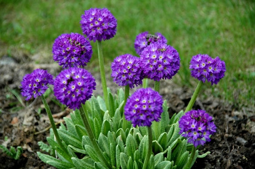  Primula denticulata blue