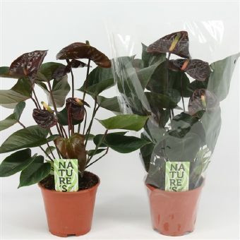    ( Anthurium Giant Chocolate) -