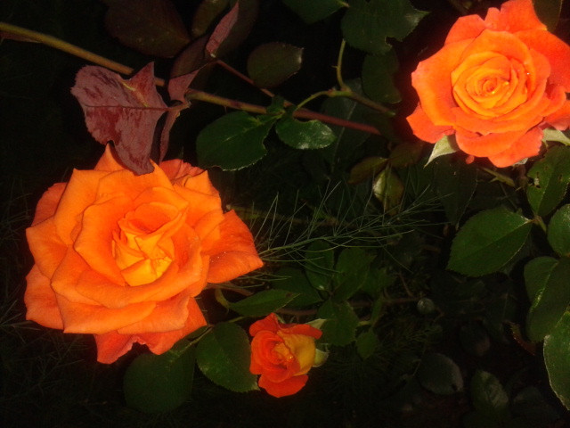 2015-07-22 20.40.28.jpg
