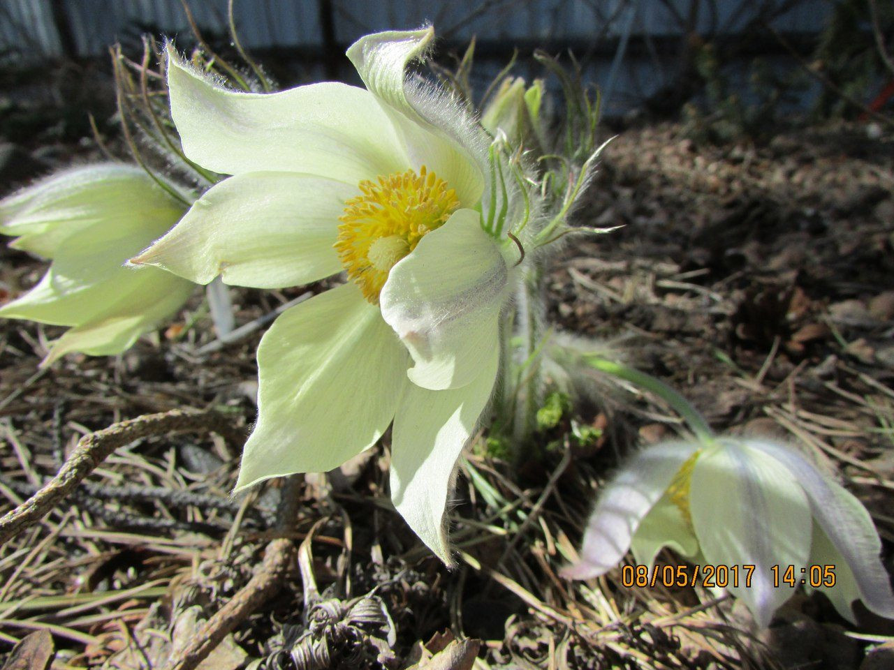 Pulsatilla multifida,flavescens, (   ,        - ) -100  (6)