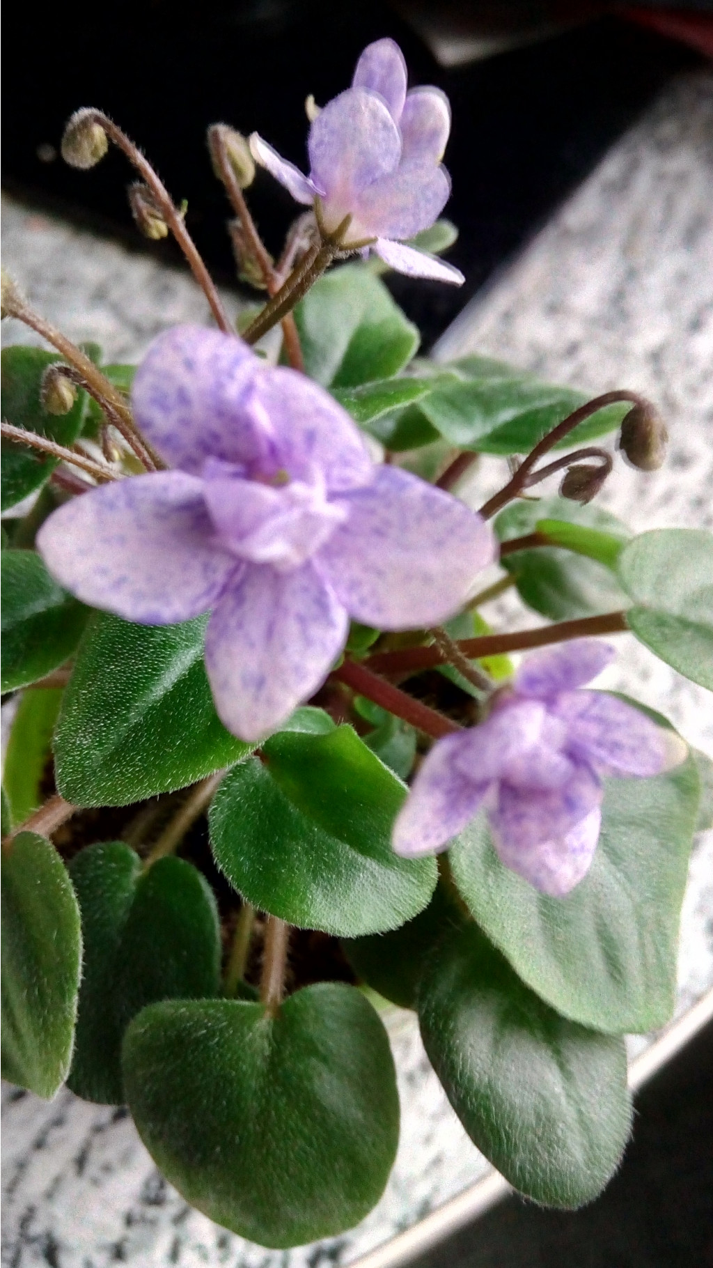 IMG 20180204 110351[1].jpg