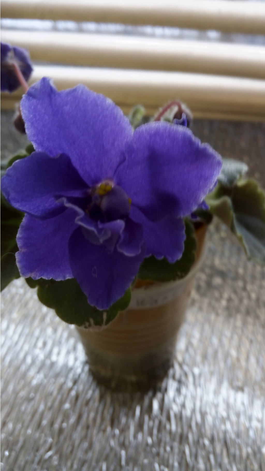 IMG 20180108 095228[1].jpg