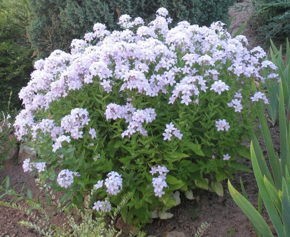   (Campanula lactiflora Anne Loddon)